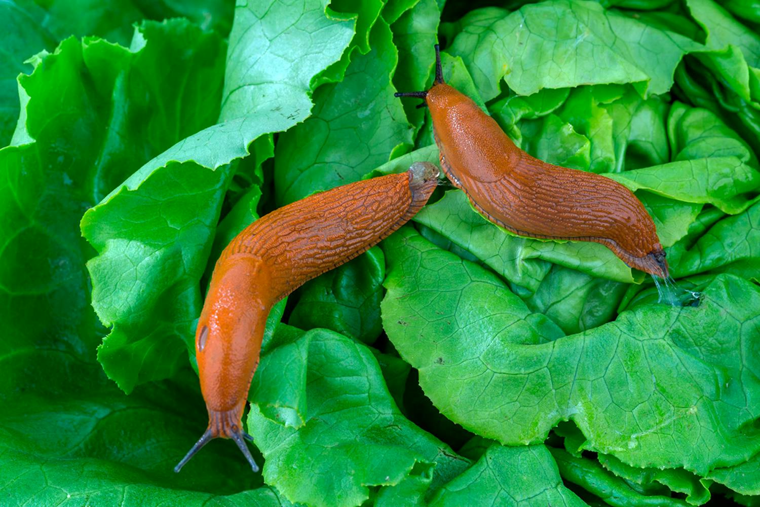 Skadedyr i haven i juni Dræbersnegle i haven i juni